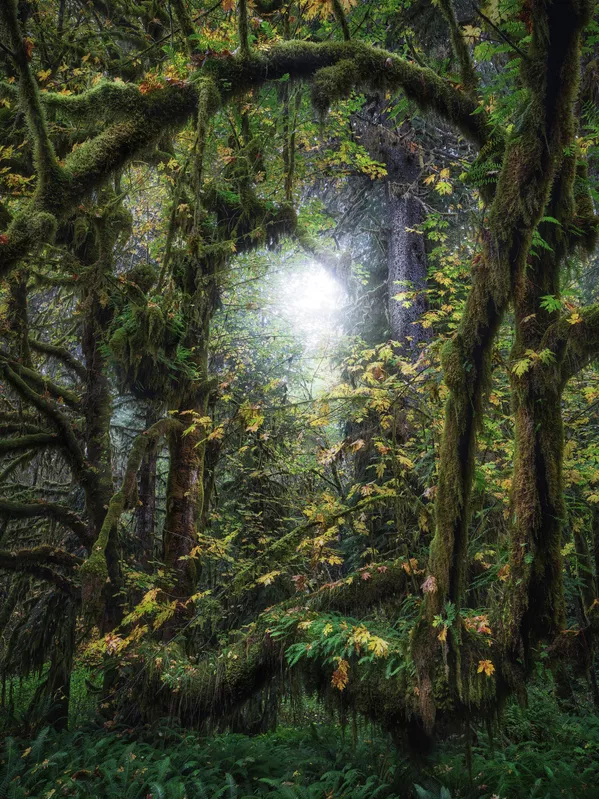 لحظة ضوء لا تُنسى… لقطة جيني هان من كندا، حيث تتسلل أشعة الشمس برقة بين أغصان الأشجار الوارفة، في مشهد خطف الأنفاس وفاز في مسابقة مصوّر المناظر الطبيعية 2025..ثقة: سبوتنيك .