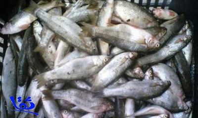 أمانة الأحساء تضبط نصف طن من الأسماك الفاسدة 