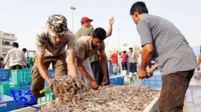 نقص الروبيان يكبد الصيادين بالسعودية خسائر بالغة