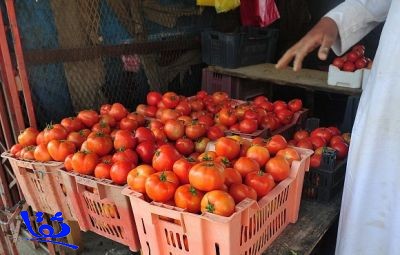 أسعار الطماطم تتجاوز 60 ريالاً والباعة يبررون بسوء الأوضاع في سورية وقلّة المنتج المحلي