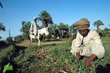 تقرير .. الدول النامية تتقدم في زراعة محاصيل التقنية الحيوية