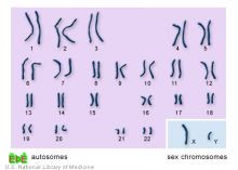 كروموسوم " Y " المورث من الآباء للأبناء يورث مرض الشريان التاجي