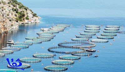 السعودية تعزّز استثمارات الاستزراع السمكي بـ 200 ترخيص