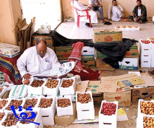"المدينة".. أزمة العمالة تدفع بالسعوديين لزراعة "النخيل"