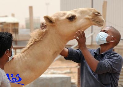 الصحة: 90% من إبل الخليج مصابة بفيروس كورونا