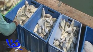 7 آلاف صياد يعتاشون من ثروة مدينة "جازان" السمكية 