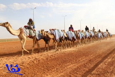 غدًا .. انطلاق سباقات الهجن في مهرجان الملك عبدالعزيز للإبل