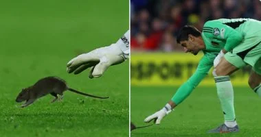 "فأر" يقتحم ملعب مباراة ويلز وبلجيكا وكورتوا يطارده "فأر" يقتحم ملعب مباراة ويلز وبلجيكا وكورتوا يطارده