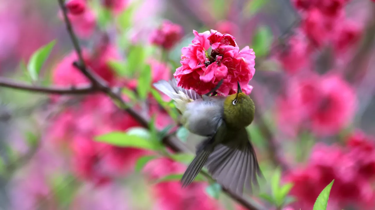 دراسة: تغريد الطيور علاج طبيعي لتحسين الحالة النفسية