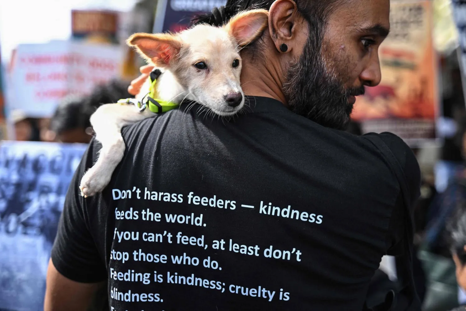 إسطنبول تتجه لحظر الكلاب الضالة في الأماكن العامة