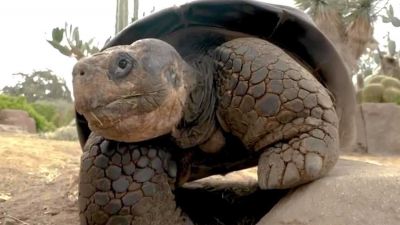 وفاة السلحفاة "غراما غالاباغوس" عن 141 عاماً