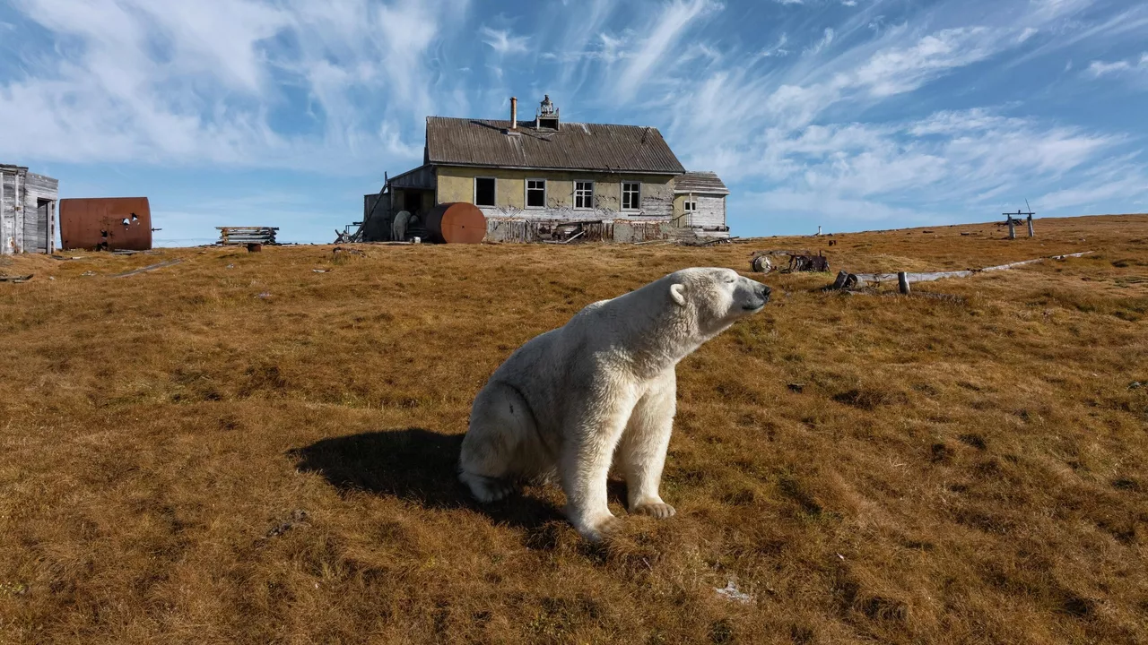 دبة قطبية تتبنى شبلا في كندا