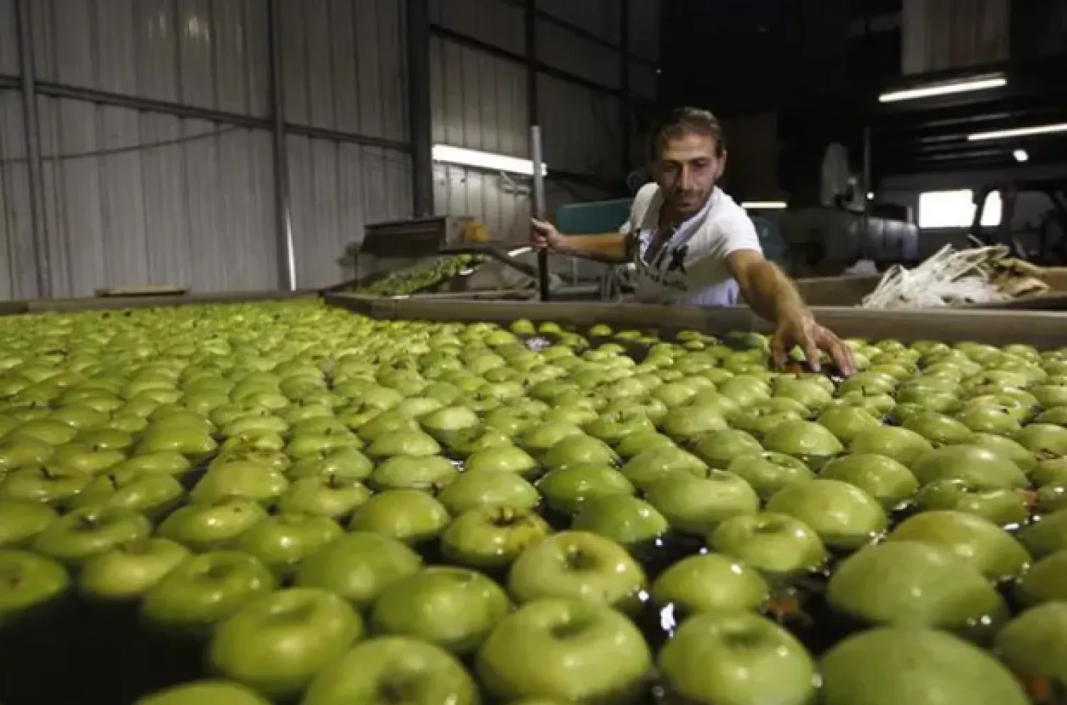 ما تأثير التفاح الأخضر على مرضى السكري؟ ما تأثير التفاح الأخضر على مرضى السكري؟