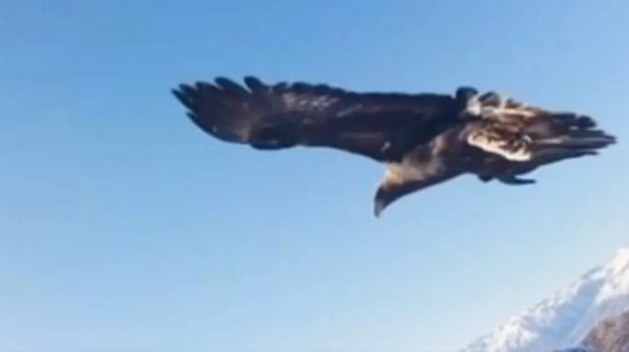 نسر يختطف طائرة مسيرة ويلتقط "سيلفي" في سماء تركيا
