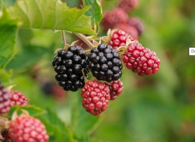 أفضل الأطعمة لحياة طويلة وصحية