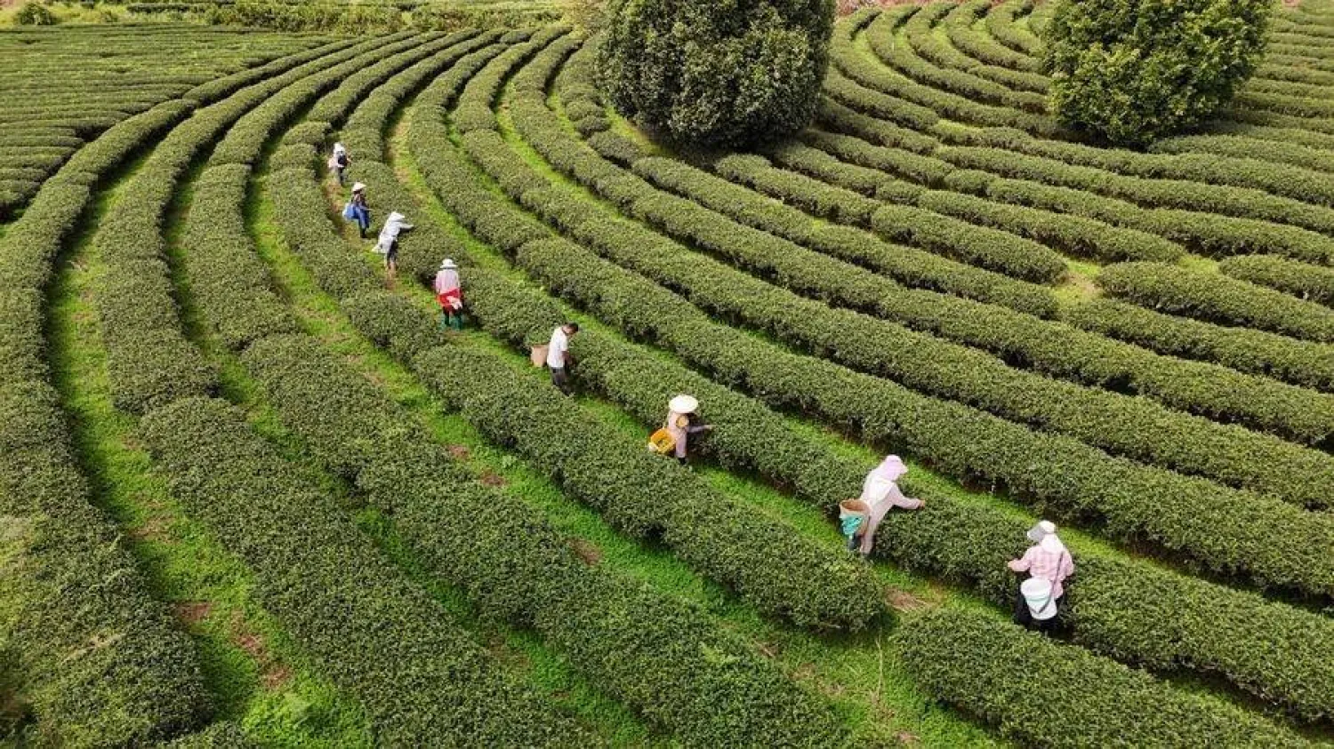 الصين تضخ أكثر من 200 مليار دولار في صناعة الشاي
