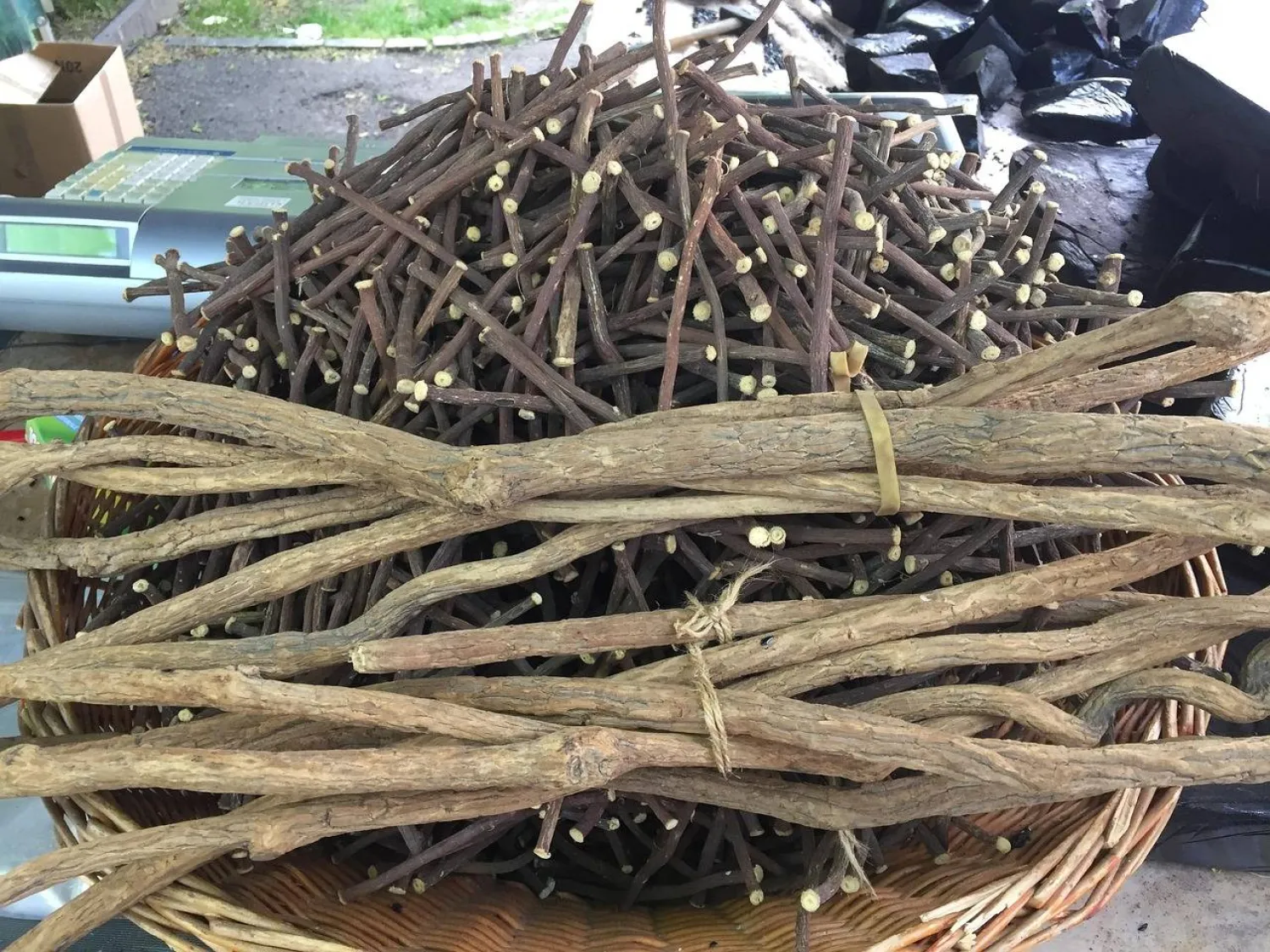 ما فوائد شرب عرق السوس يومياً؟ ما فوائد شرب عرق السوس يومياً؟