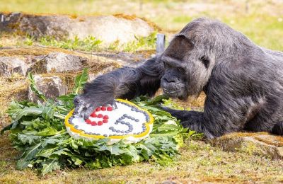 أكبر غوريلا سنا في العالم تحتفل بعيد ميلادها الـ69 في برلين