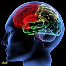 بناء «مخ افتراضي» لعلاج الأمراض العصبية