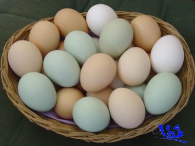 أمانة الأحساء تحذر من التعامل مع بيض مجهول المصدر