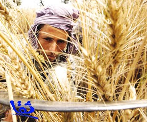 "فاو": تراجع واردات الغذاء العالمية وإنتاج قياسي للأرز والسكر