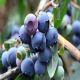 التوت الأزرق البري.. جرعة يومية تحمي قلبك وتحسّن هضمك